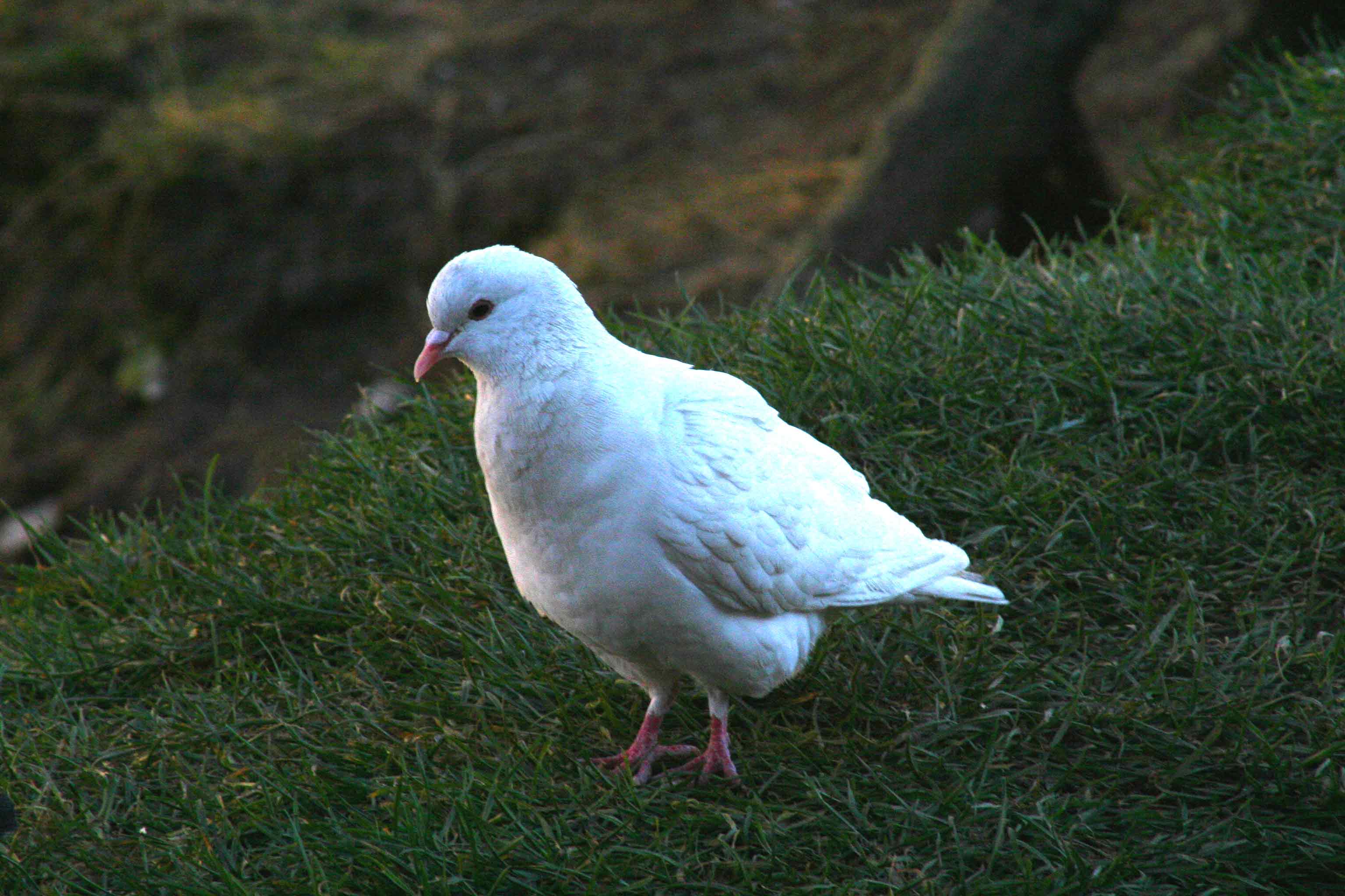 Columba livia var. domestica